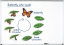 Магнитный демонстрационный материал Жизненный цикл бабочки