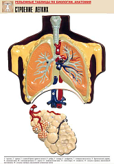 Рельефная таблица Строение легких