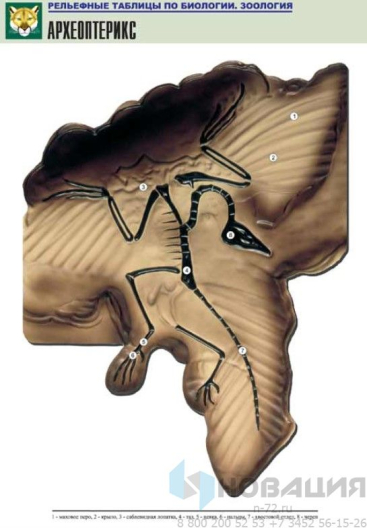 Рельефная таблица Археоптерикс