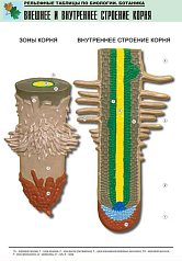 Рельефная таблица Внешнее и внутреннее строение корня