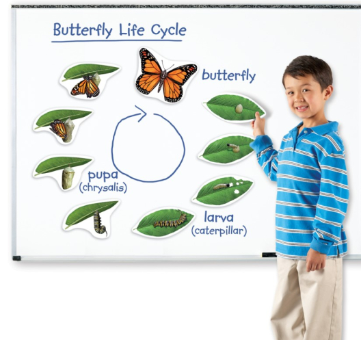 Магнитный демонстрационный материал Жизненный цикл бабочки