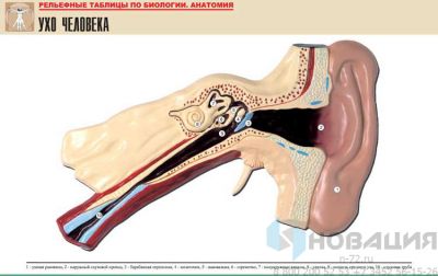 Рельефная таблица Ухо человека