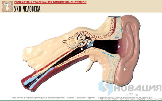 Рельефная таблица Ухо человека