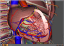 3D-программа Виртуальная Анатомия