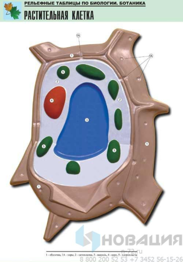 Рельефная таблица Растительная клетка