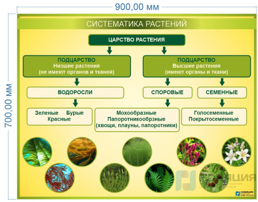 Стенд Систематика растений 0,9х0,7 м