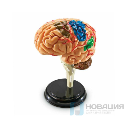 Демонстрационная модель Анатомия человека. Мозг