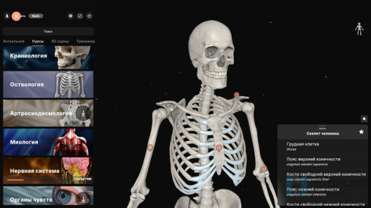 Интерактивный стол Реальная анатомия